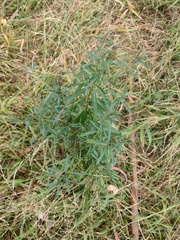 Pimelea axiflora axiflora