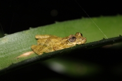 Scinax perpusillus