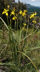 Moraea reticulata
