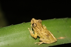 Scinax perpusillus