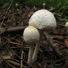 Chlorophyllum hortense