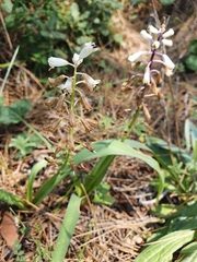 Bellevalia flexuosa