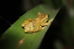 Scinax perpusillus