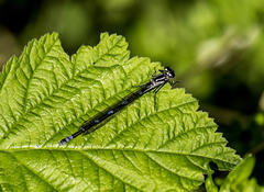 Coenagrion