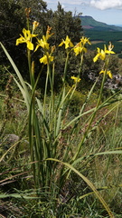Moraea reticulata