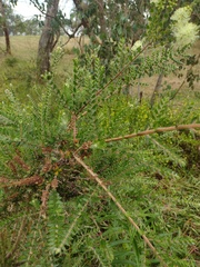 Melaleuca squarrosa