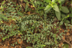 Phyllanthus pentandrus