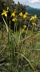 Moraea reticulata