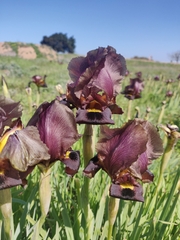 Iris atropurpurea