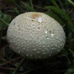 Chlorophyllum hortense