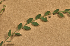 Phyllanthus pentandrus