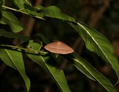 Epidesmia chilonaria