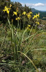 Moraea reticulata