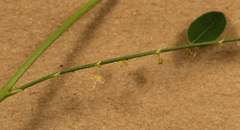 Phyllanthus pentandrus