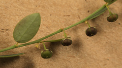 Phyllanthus pentandrus