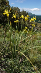 Moraea reticulata