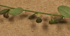 Phyllanthus pentandrus