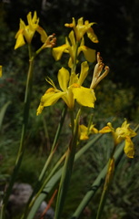 Moraea reticulata