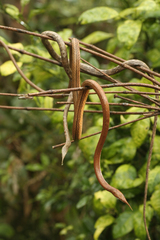 Madagascar Leaf-Nosed Snake photo 2