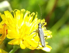 Oedemera virescens