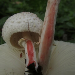 Chlorophyllum hortense