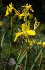 Moraea reticulata