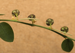 Phyllanthus pentandrus