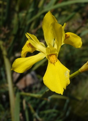 Moraea reticulata