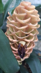 Zingiber spectabile