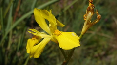 Moraea reticulata