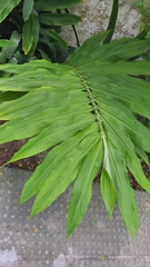 Zingiber spectabile