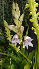 Disa crassicornis