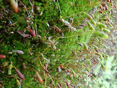 Ptychostomum imbricatulum
