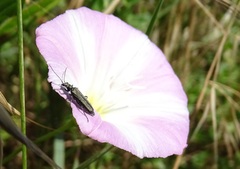 Oedemera lurida