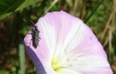 Oedemera lurida