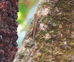 Lygodactylus picturatus