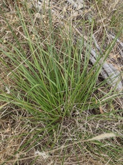 Dianella brevicaulis