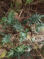 Blechnum wattsii