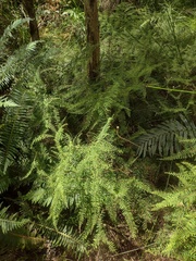 Gleichenia dicarpa