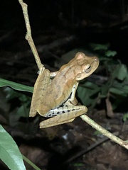 Boana maculateralis