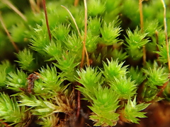 Ptychostomum imbricatulum