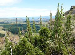 Bergbambos tessellata