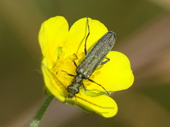 Oedemera virescens