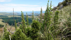 Bergbambos tessellata