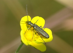 Oedemera virescens