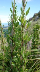 Bergbambos tessellata