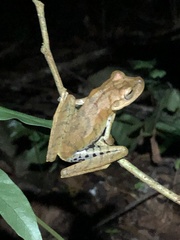 Boana maculateralis