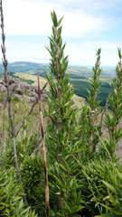 Bergbambos tessellata