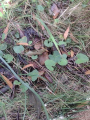 Centella cordifolia