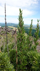 Bergbambos tessellata